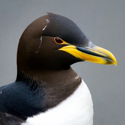 Closeup of black and white murre bird
