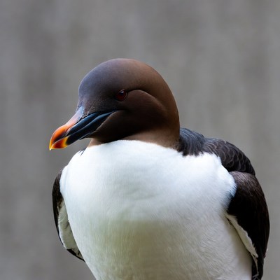 Closeup of Northern Gannet