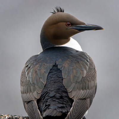 Red-throated Loon Facing Away