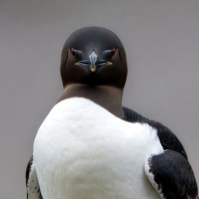 Guillemot seabird close-up portrait