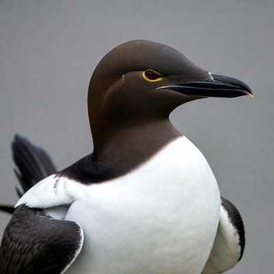 Guillemot bird with yellow eye