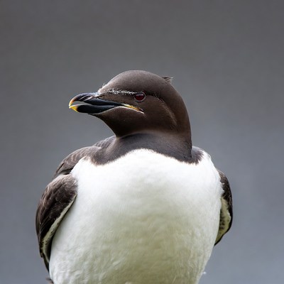 Guillemot seabird on gray background