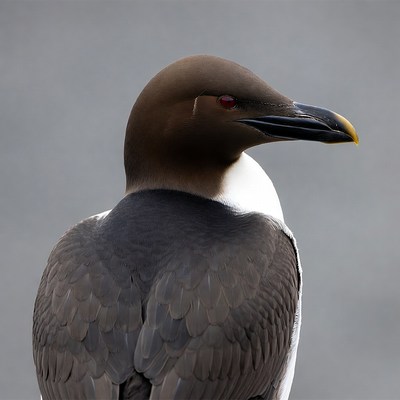 Brown Guillemot Seabird Profile
