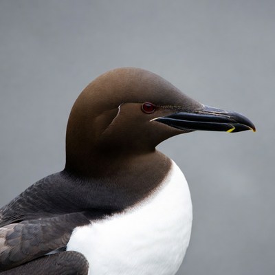 Guillemot seabird profile view