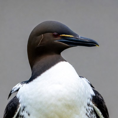 Guillemot bird close-up portrait