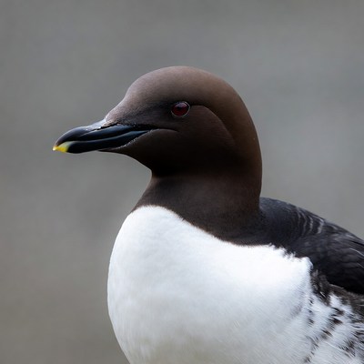 Guillemot bird close-up portrait