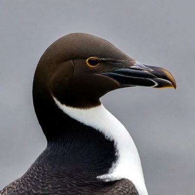 Guillemot seabird profile view