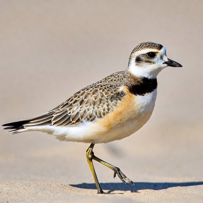 Piping Plover Standing on Beach Sand