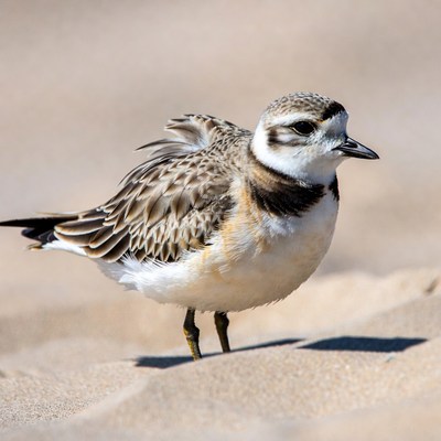 Piping Plover on Sandy Beach