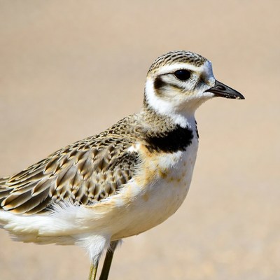 Killdeer bird standing on sand