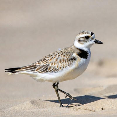 Piping Plover on Beach Sand