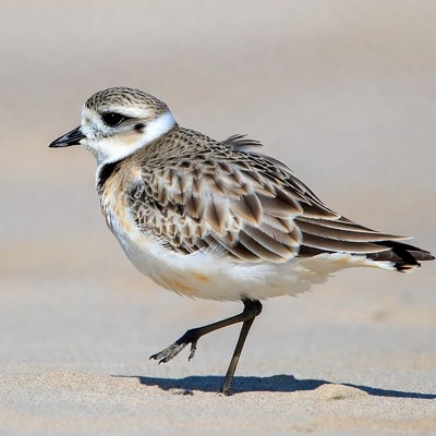 Piping Plover Standing on Beach Sand