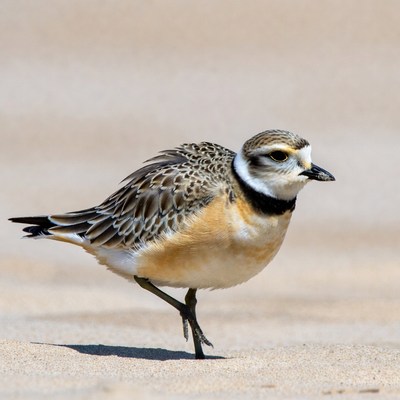 Piping Plover on Sandy Beach