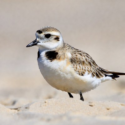 Semipalmated Plover on beach sand