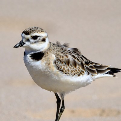 Semipalmated Plover on beach sand