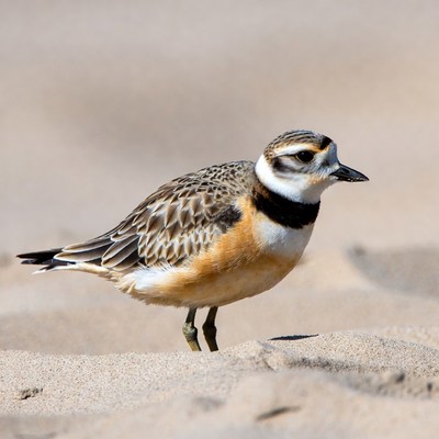 Piping Plover on Beach Sand