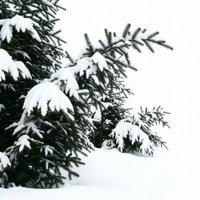 Snow-covered fir trees in winter