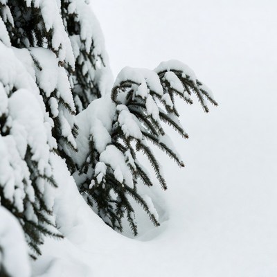 Snow-covered pine tree branches