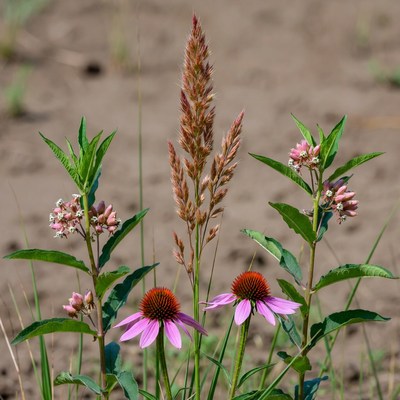 Purple Coneflowers with Grasses in Sand