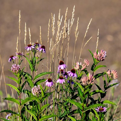 Purple Coneflowers and Grasses in Field