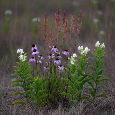 Purple Coneflowers with Grasses and White Flowers