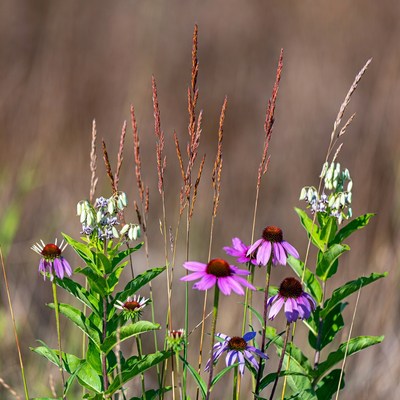 Purple Echinacea Flowers in Grasses