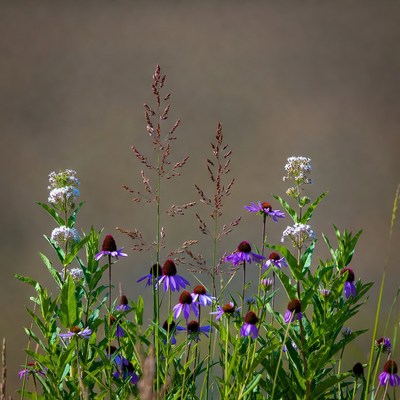 Purple Echinacea Flowers in Field