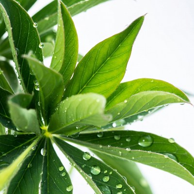 Schefflera Leaves with Water Droplets