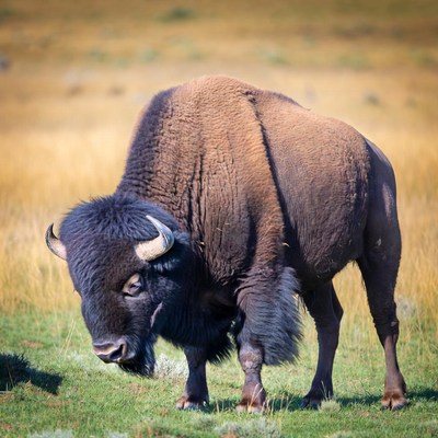 Bison standing in grassy field