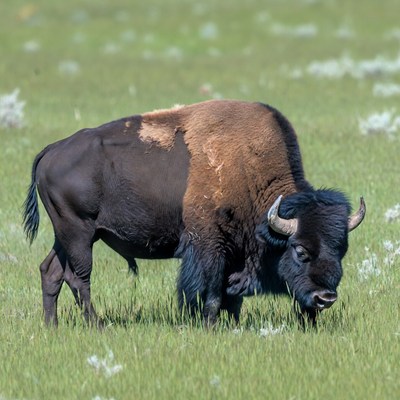 Bison grazing in green grassland