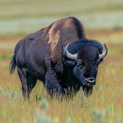 Bison standing in grassy field