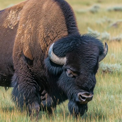 Bison grazing in grassy field