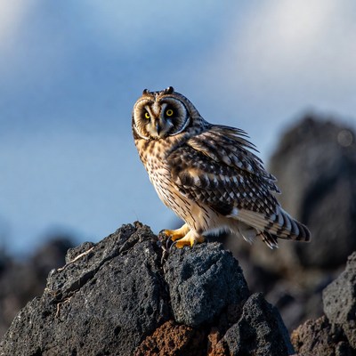 Short-eared Owl on Rocks