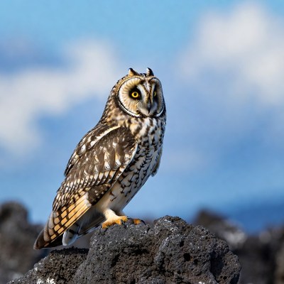 Short-eared Owl on Rock