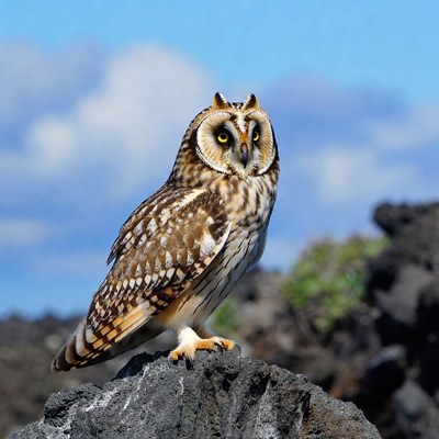 Short-eared Owl on Volcanic Rock