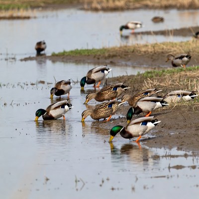 Mallard Ducks Foraging in Marsh