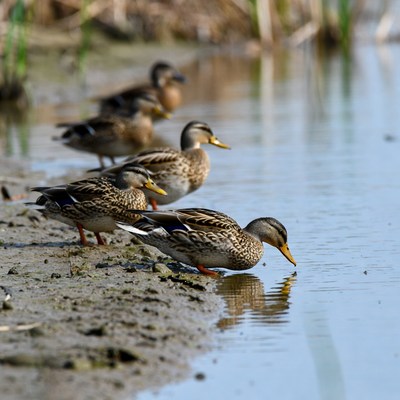 Ducks drinking at water edge