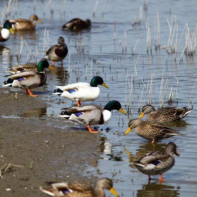Group of ducks in shallow water
