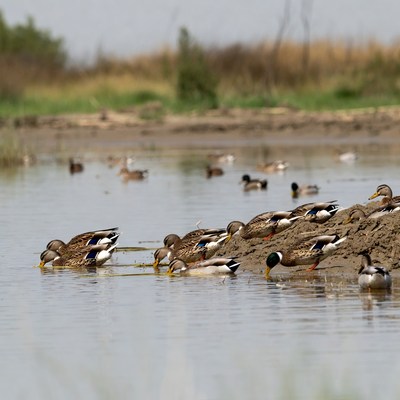 Mallard ducks foraging in shallow water