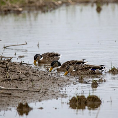 Three Mallard Ducks Feeding in Marsh