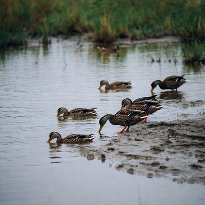 Mallard ducks foraging in marsh water