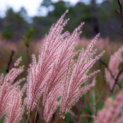 Pink Fountain Grass in Field