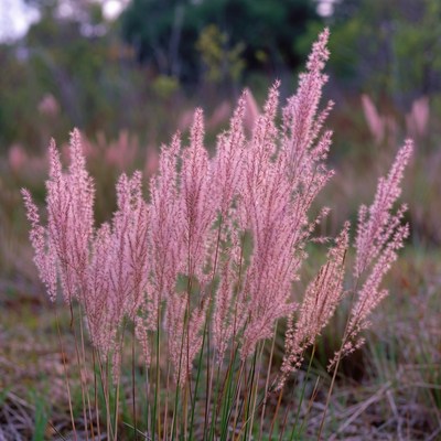 Pink Fountain Grass Field