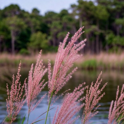 Pink Fountain Grass by Lake