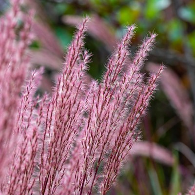 Pink Fountain Grass in Garden