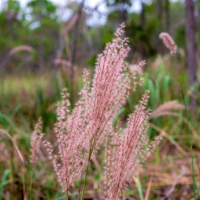 Pink Fountain Grass in Forest