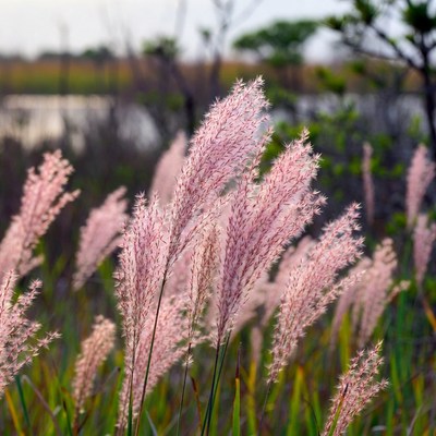 Pink Pampas Grass by Marsh