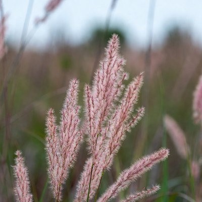 Pink Fountain Grass in Field