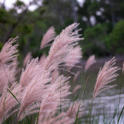 Pink Pampas Grass by Water