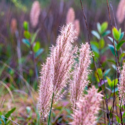 Pink Fountain Grass in Marsh